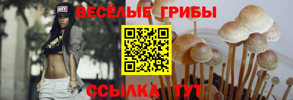Галлюциногенные грибы Psilocybe Йошкар-Ола
